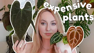 💰are expensive plants worth the $$$ | fancy anthurium and hoya buys 🌿