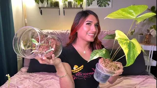 My Top 5 favorite Rare Houseplants Plants! New Varigation, bigger leaves and new Plant Updates!