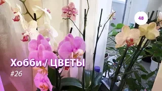 48#26 / Хобби-Цветы / СТРАННОЕ ПЯТНО НА ЛИСТИКЕ ОРХИДЕИ. ЧТО ЭТО? В ГОСТЯХ У МАРИНЫ И ОБЗОР (ВЕСНА)