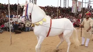 Horse Dancing At The Cattle Fair In Pushkar Rajasthan, India - Horse Dance Competition