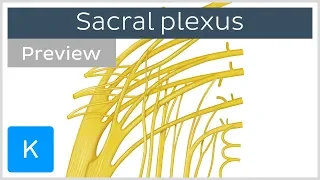 Sacral plexus made easy (preview) - Human Anatomy | Kenhub