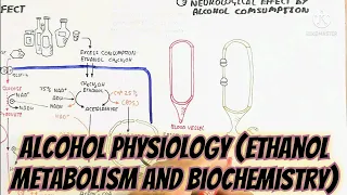 Alcohol Physiology (Ethanol Metabolism And Biochemistry) @umerfarooqbiology7083