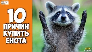 10 причин завести Енота - Интересные факты!