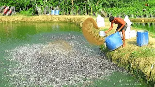 Fish Farming Business in Asia Part-2 | Million Catfish Eating Fish Feed in Pond