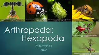 3840_Chapter 21: Arthropoda- Hexapoda