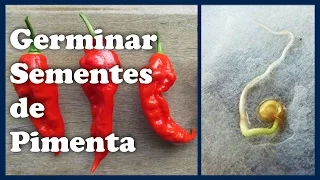 Como Germinar Sementes de Pimenta - 3 Formas Diferentes