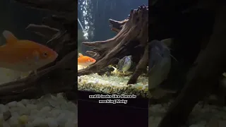 Gulper Catfish Eating Big Goldfish!