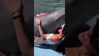 Horny dolphin 🐬           Thank you             #viralshorts #funnyshorts #shorts #viral#shortvideo
