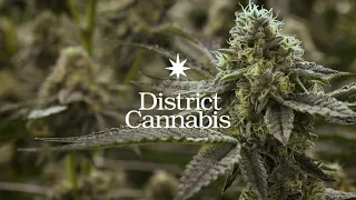 District Cannabis // 2020 Brand Video