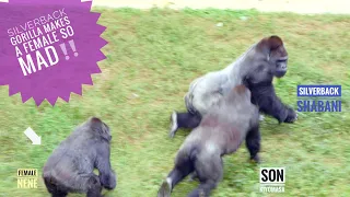 Gorillas Big Fight! Giant Male Gorilla Attacks Female! | The Shabani Family