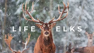 Unveiling the Majesty of Elk: Nature's Noble Giants