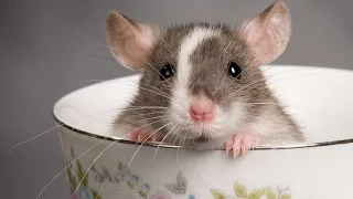Vermintide: Rat Genocide