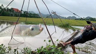 Catch fish in flood season - Fascinating to the final action