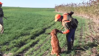 Kansas Pheasant Hunt 2016