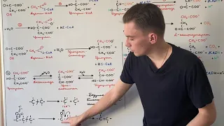 Цикл Кребса: 1-4 реакции