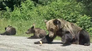 Am vizitat puii de urs de pe Transfăgărășan!!!