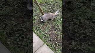 binkys + zoomies (flemish giant rabbit Peter)