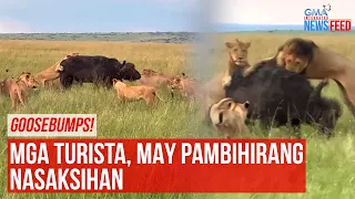 Goosebumps! Mga turista, may pambihirang nasaksihan | GMA Integrated Newsfeed