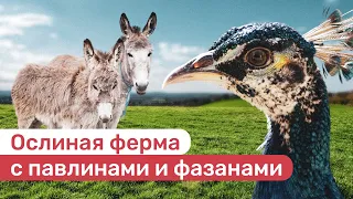 Контактный зоопарк с павлинами и фазанами на ослиной ферме новости Ставропольского края СКФО Юга Рос