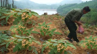 One day working in remote fields, taking care of cassava fields, taking care of bean gardens Ep 176