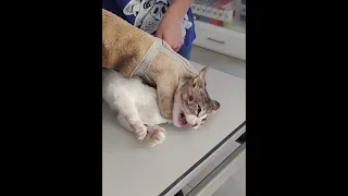 Spicy kitten has an open wound and bites the vet to get relaxed 🌶️