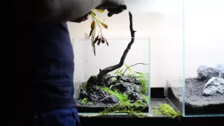 Step-By-Step Nano Aquascape: "Amelia" 25cm cube