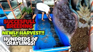 SYSTEMATIC BREEDING!MAS BUMILIS ANG PRODUCTION!HARVESTING HUNDREDS OF CRAYLINGS!😱😱😱