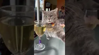 Cat drinking  alcohol 🍷😁!Very Funny Cat You can't stop laughing 😁 #shorts