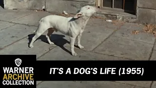 Preview Clip | It's A Dog's Life | Warner Archive