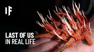 What If You Were Infected by the Cordyceps Fungus? (The Last of Us IRL)