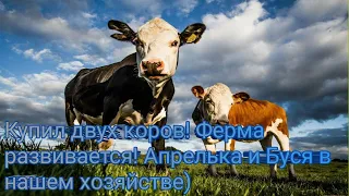 Купил двух коров! Ферма развивается! Апрелька и Буся в нашем хозяйстве)