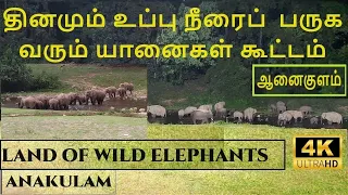 ANAKULAM WILD ELEPHANTS VILLAGE TOUR | 365 நாளும் உப்பை நீரை சுவைக்க வரும் யானைகள்  கூட்டம் |