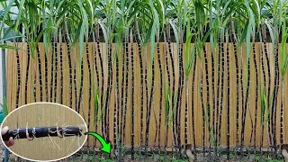 Method of growing sugar cane from cutting at home, High yield and fast harvest