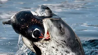 Penguin city,Boulders Beach,Simon's Town,Cape Town.