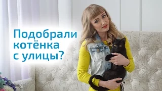 БЕЗДОМНЫЙ КОТЕНОК. Что делать, если подобрали котенка с улицы?