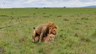 MATING LIONS || LIONS || LION PRIDES || MAASAI MARA|| NATURE