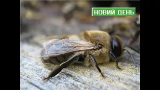 Новий день. Мертві бджоли не гудуть, але лікують - 24.10.2017