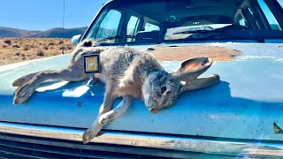 Rabbit Hunting In The Nevada Desert!