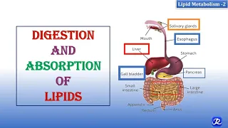 2: Digestion & Absorption Of Lipids | Lipid Metabolism-2 | Biochemistry | N'JOY  Biochemistry