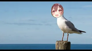 Korone becomes a seagull