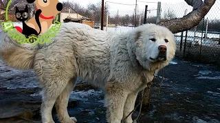 Если собака съела инородный предмет, основные симптомы