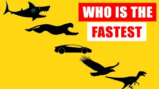 Speed Comparison: World's Fastest Animals