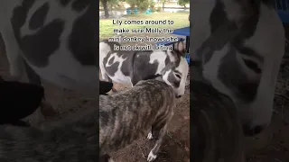 Our donkey tries to bite our livestock guardian dog