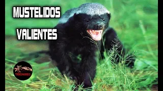 El Tejón de la Miel (CONOCE EL ANIMAL MAS VALIENTE DEL MUNDO)