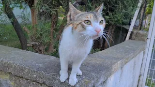 Friendly and very cute cats.