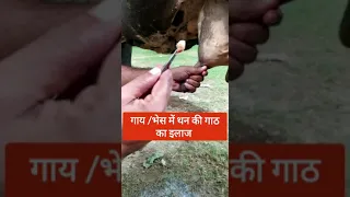 गाय/भेस में थन की गाठ का सफल ऑपरेशन! teat obstruction |fibrosis|teat stenosis ||Dr Ashwani Bassan||