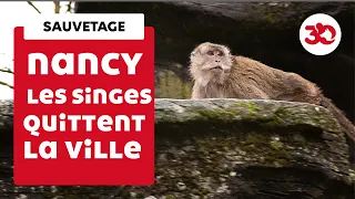 Les singes quittent la ville de Nancy !