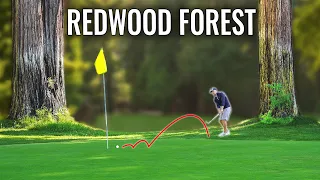 Jaw Dropping Course in Giant Redwood Forest