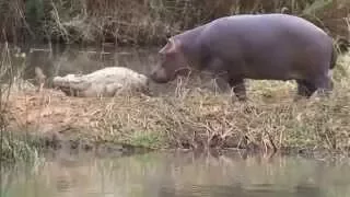 George the hippo bites the tail of a crocodile