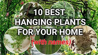 Top 10 Best hanging plants for your home | SANO PHILIPPINES